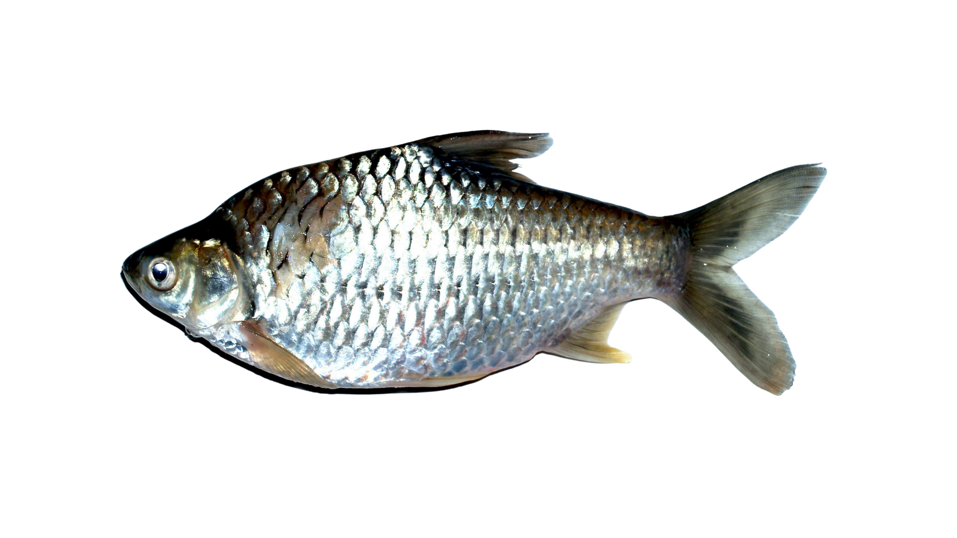 軟骨魚